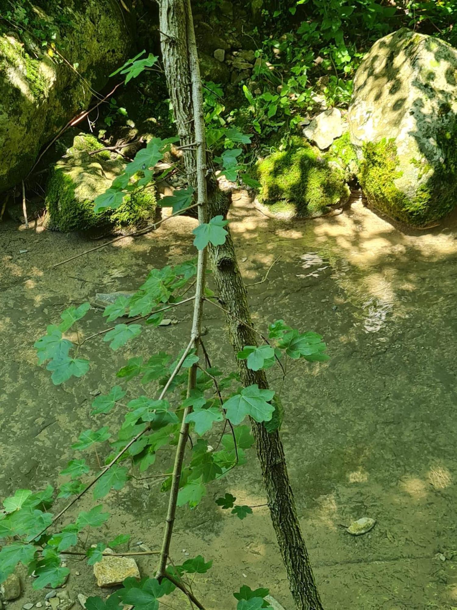 Alloggio Petrigh Canal di Grivo Zewnętrze zdjęcie